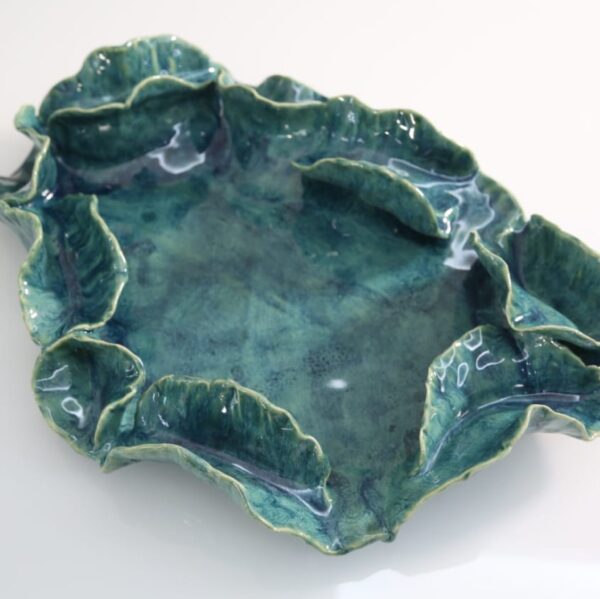 Cotyledon - Image 4